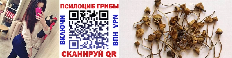 Купить где  Сухой Лог  Галлюциногенные грибы Magic Shrooms 